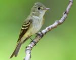 Great Acadian Flycatcher