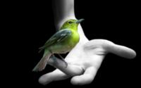 Greenbird Arm Wallpaper