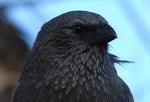 Head Apostlebird