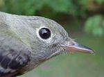 Head Acadian Flycatcher