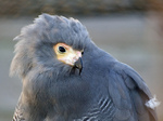 Head African Harrier-Hawk