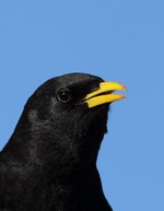 Head Alpine Chough