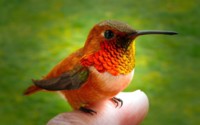 Hummingbird Finger Wallpaper