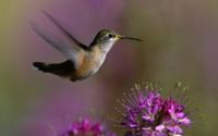 Hummingbird Flowers Wallpaper