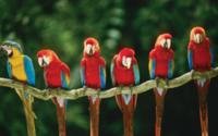 Macaws Tree Wallpaper