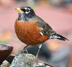 Majestic American Robin