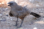 Menacing Apostlbird