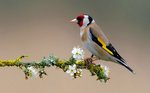 Nice American Goldfinch