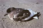 Nice Antarctic Petrel