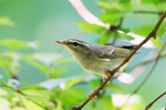 Nice Arctic Warbler