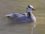 Nice Bar-headed Goose