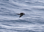 Original Ashy Storm Petrel