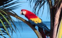 Red Macaw Wallpaper