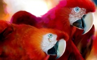 Red Macaws Wallpaper