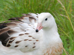 Resting Andean Goose