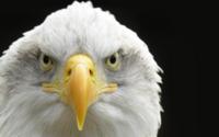 Severe Baldeagle Wallpaper