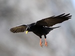 Sky Alpine Chough