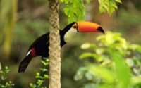 Toucan Tropicalforest Wallpaper