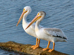 Two American White Pelicans