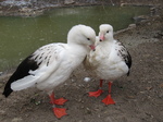 Two Andean Gooses