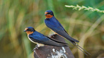 Two Barn Swallows