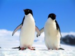 Two frands Adelie Penguins