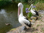 Two nice Australian Pelicans