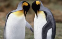 Two Penguins Together Wallpaper