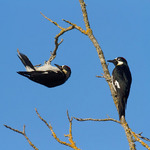 Two play Acorn Woodpeckers