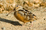 Walking American Woodcock