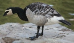 Walking Barnacle Goose