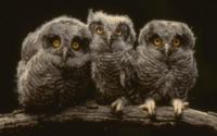 Young Owls Wallpaper