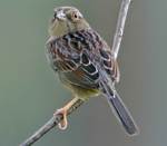 Cute Bachman's Sparrow