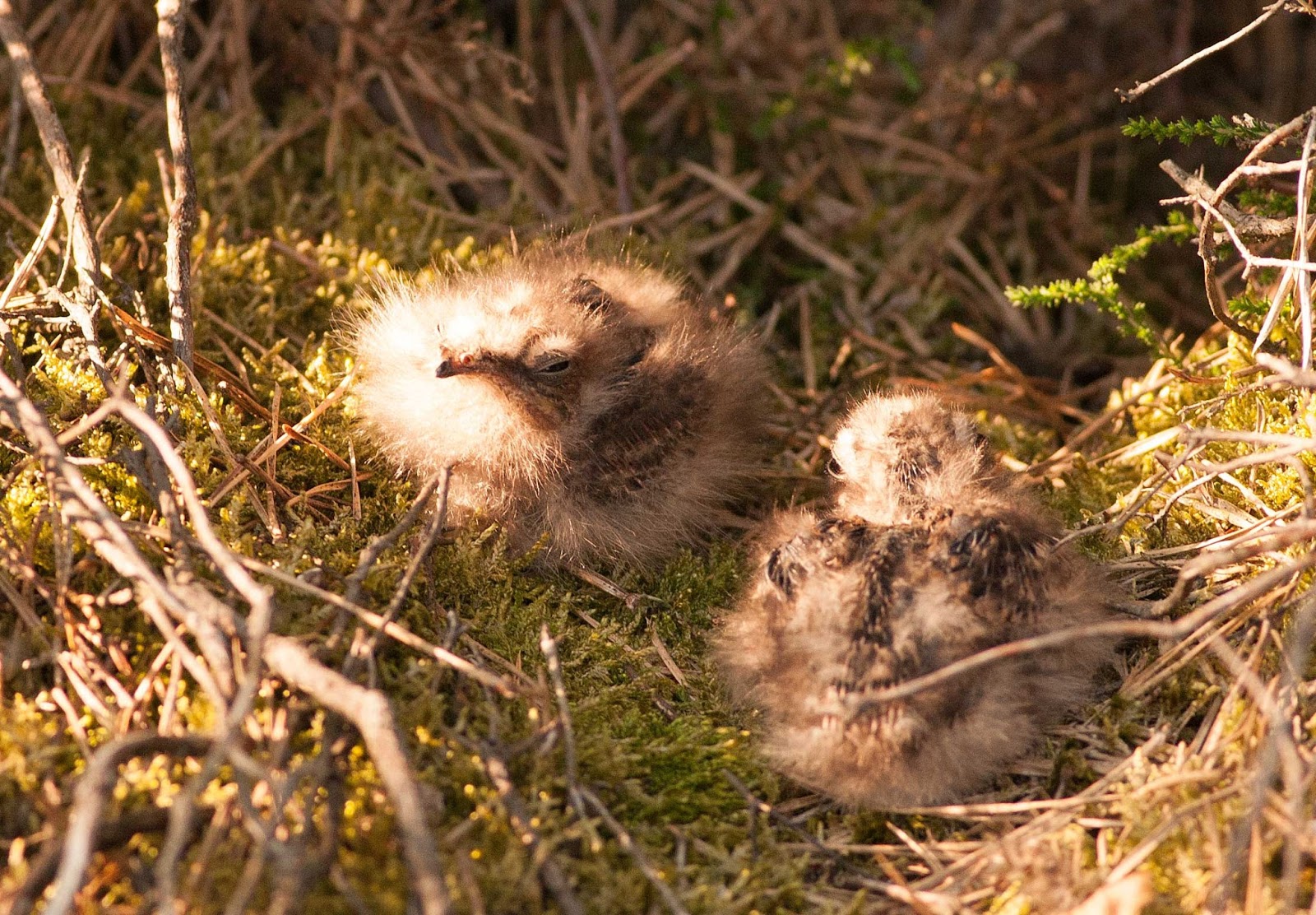 Abyssinian Nightjar chicks