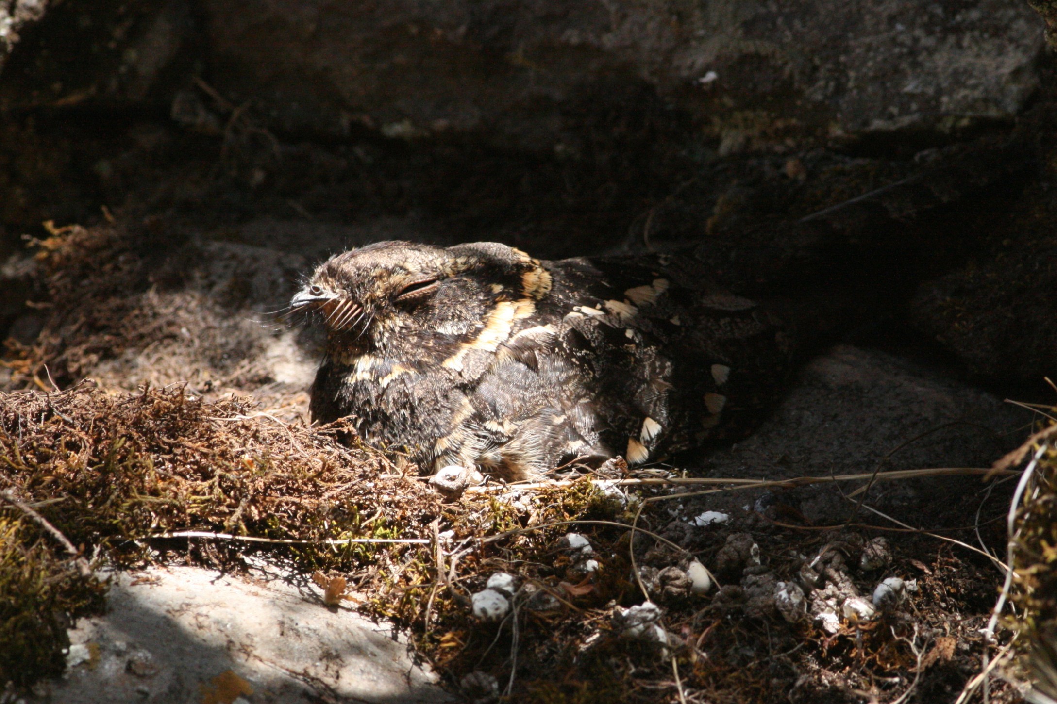 Abyssinian Nightjar in the cave