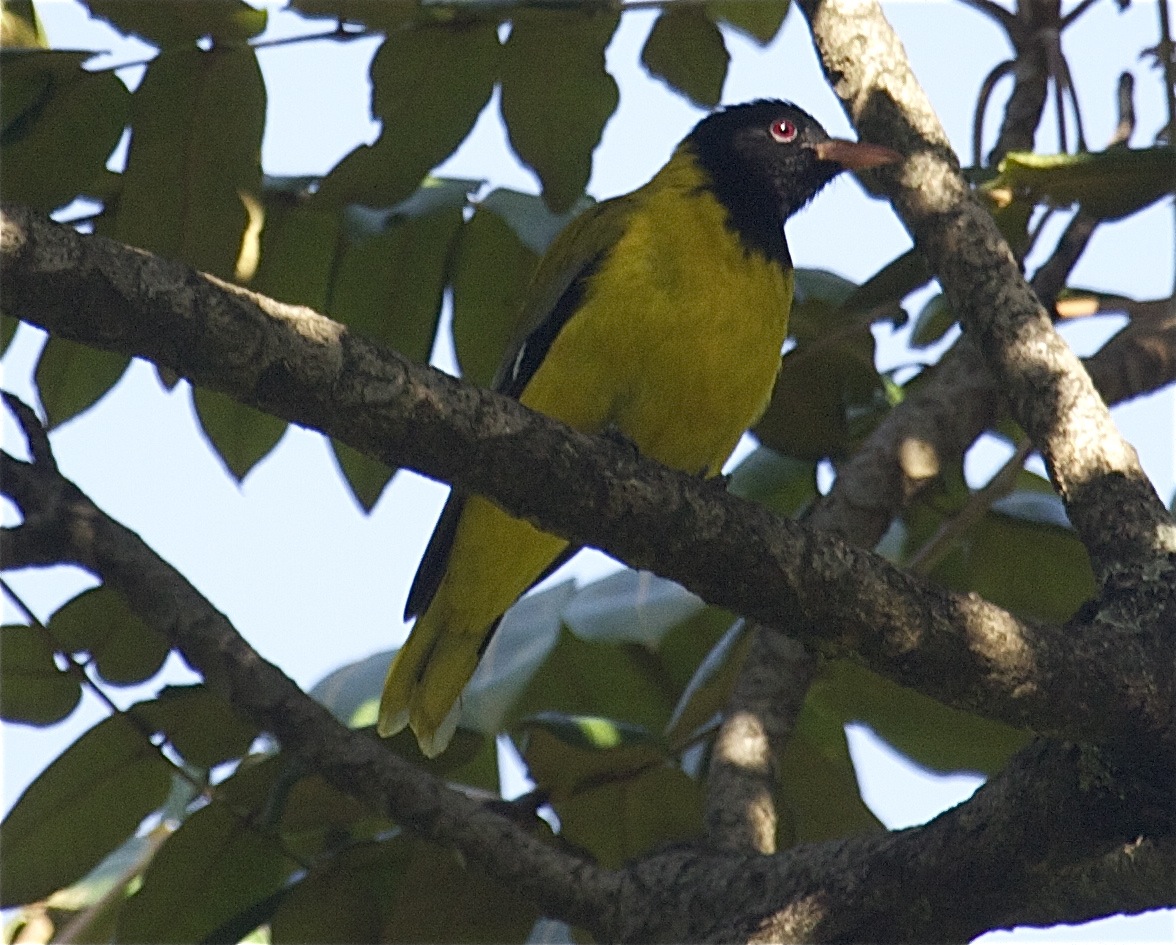 Abyssinian Oriole among foliage