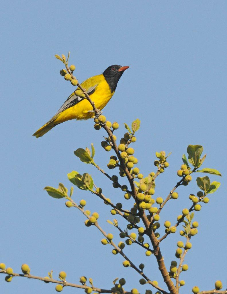 Abyssinian Oriole on a tree