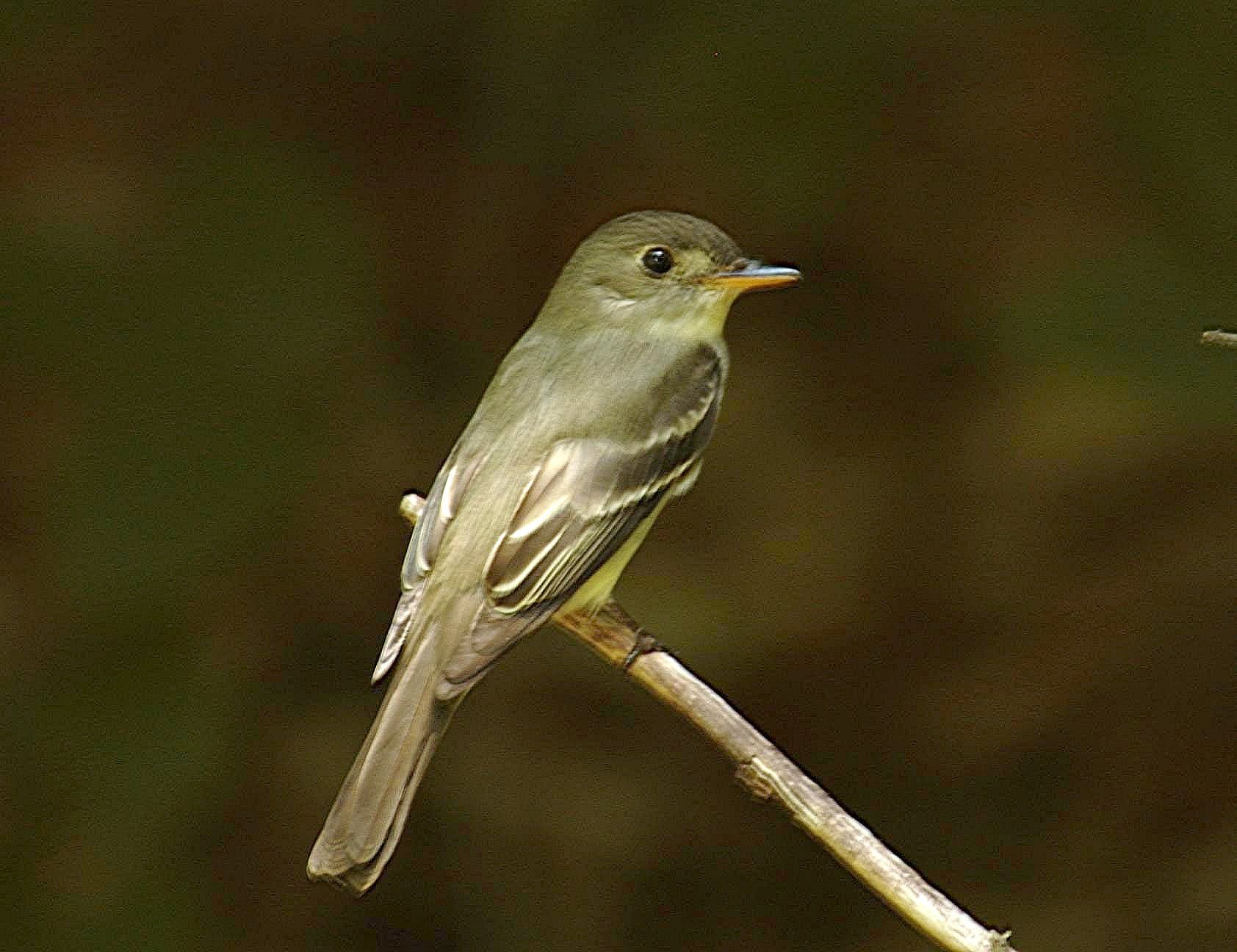 Acadian Flycatcher sitting on tree