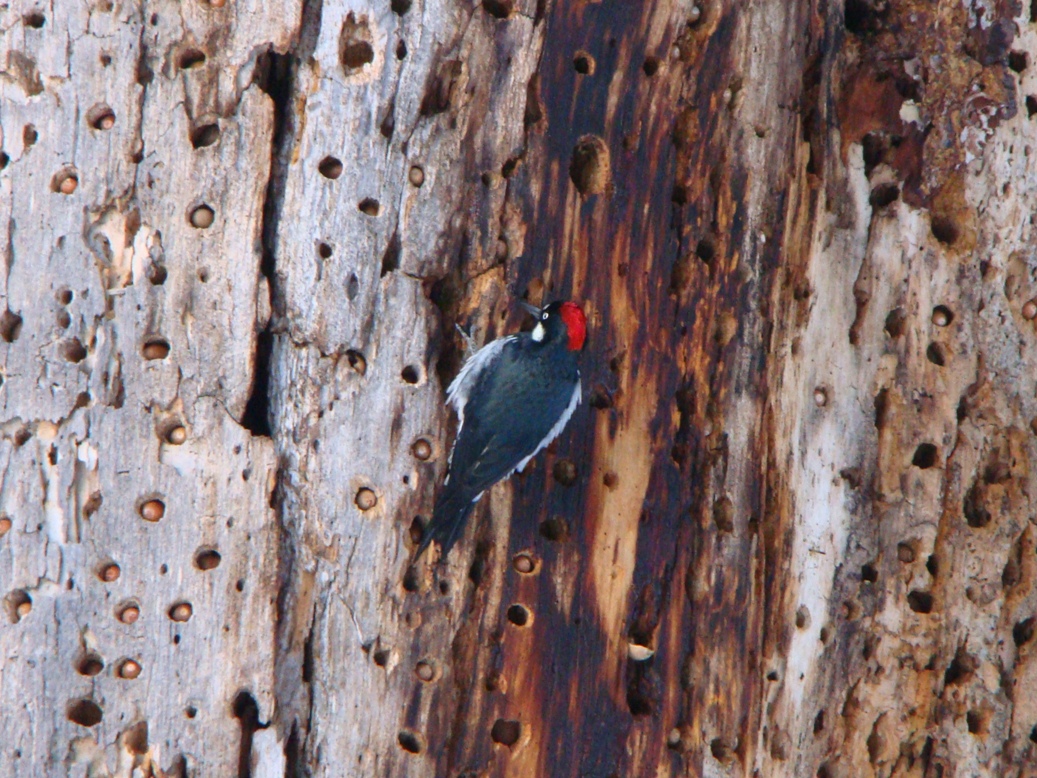 Acorn Woodpecker in tree