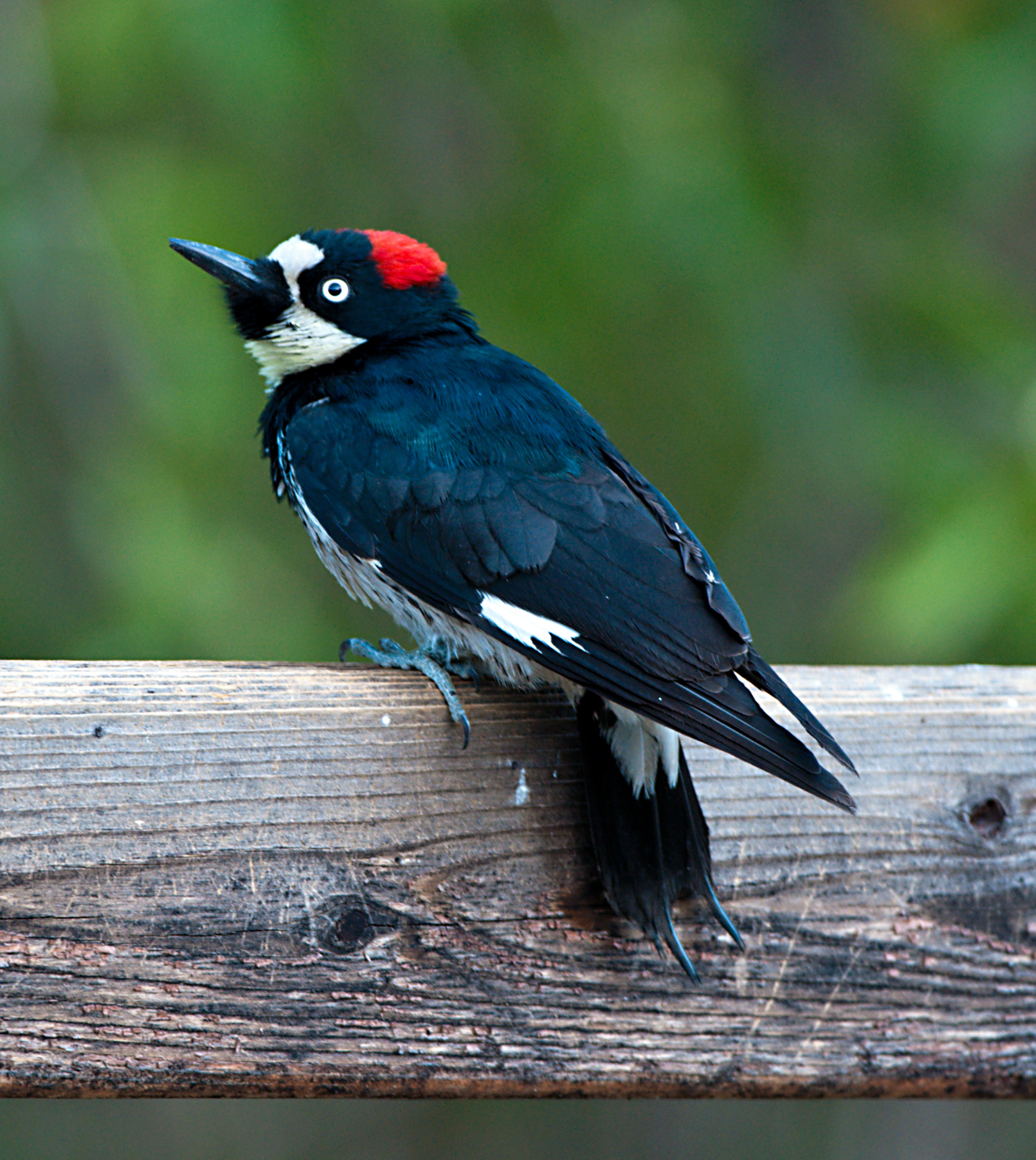 Acorn Woodpecker on a tree