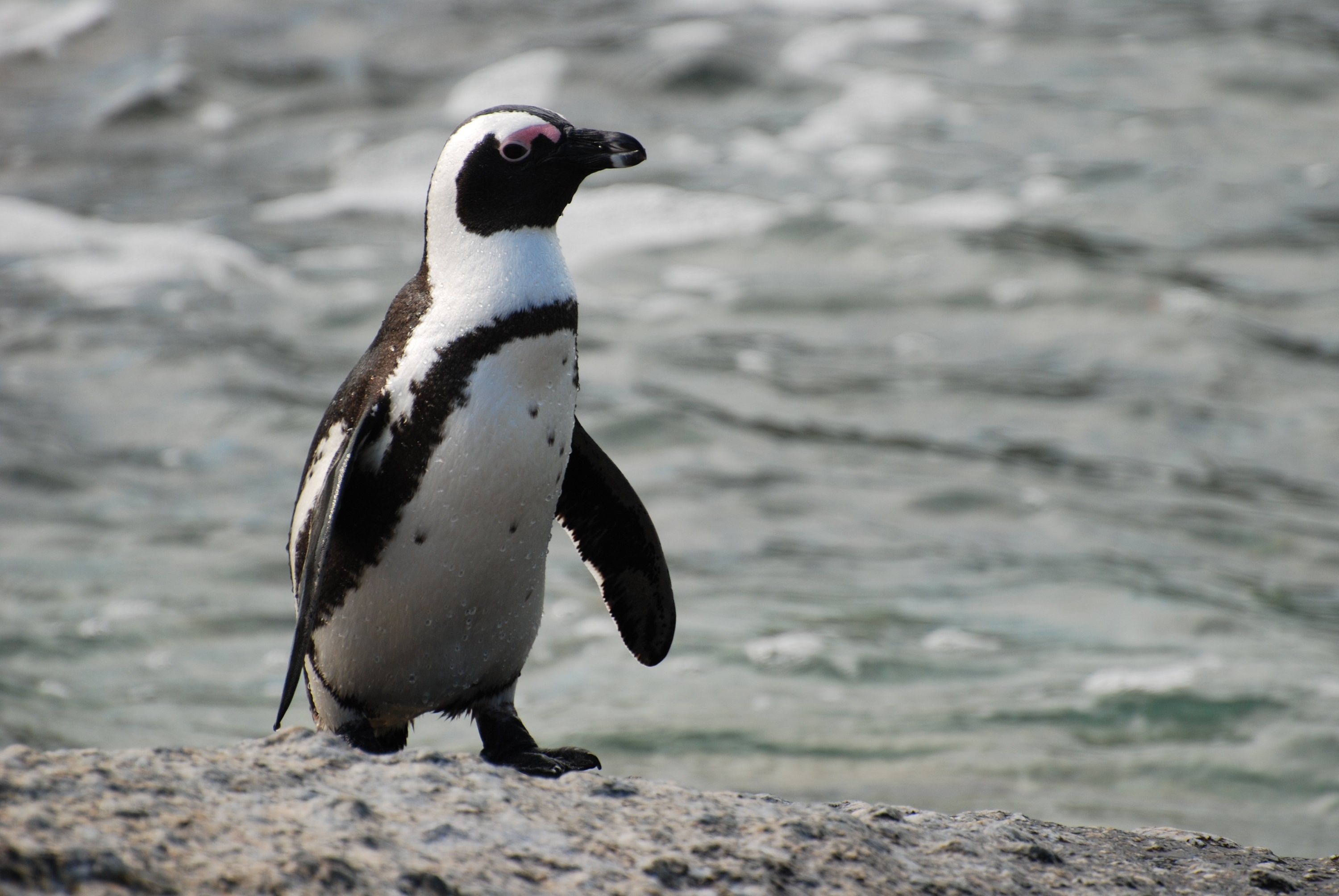African Penguin on sand