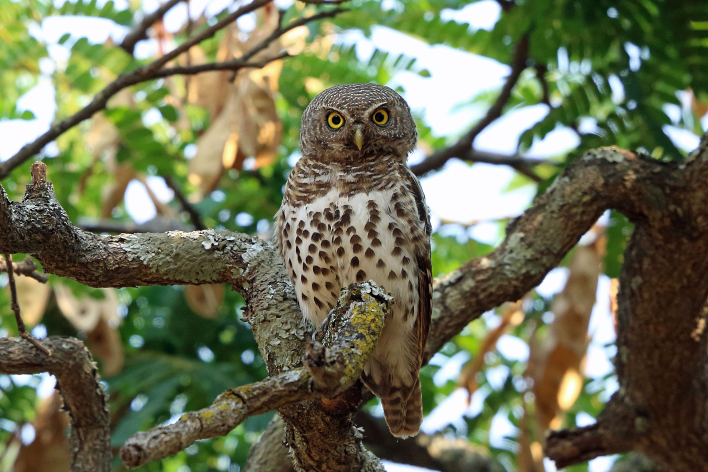 African Barred Owlet in jungle