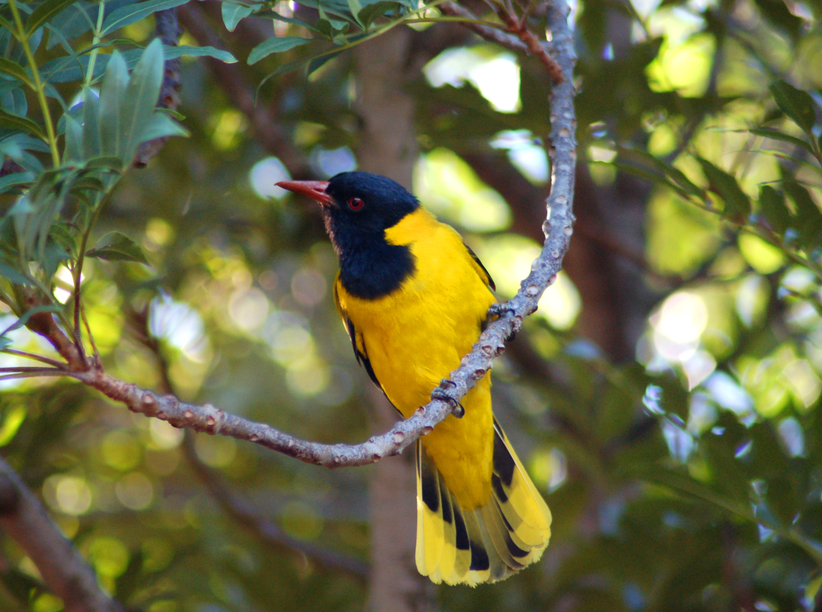 African Black-headed Oriole on a tree