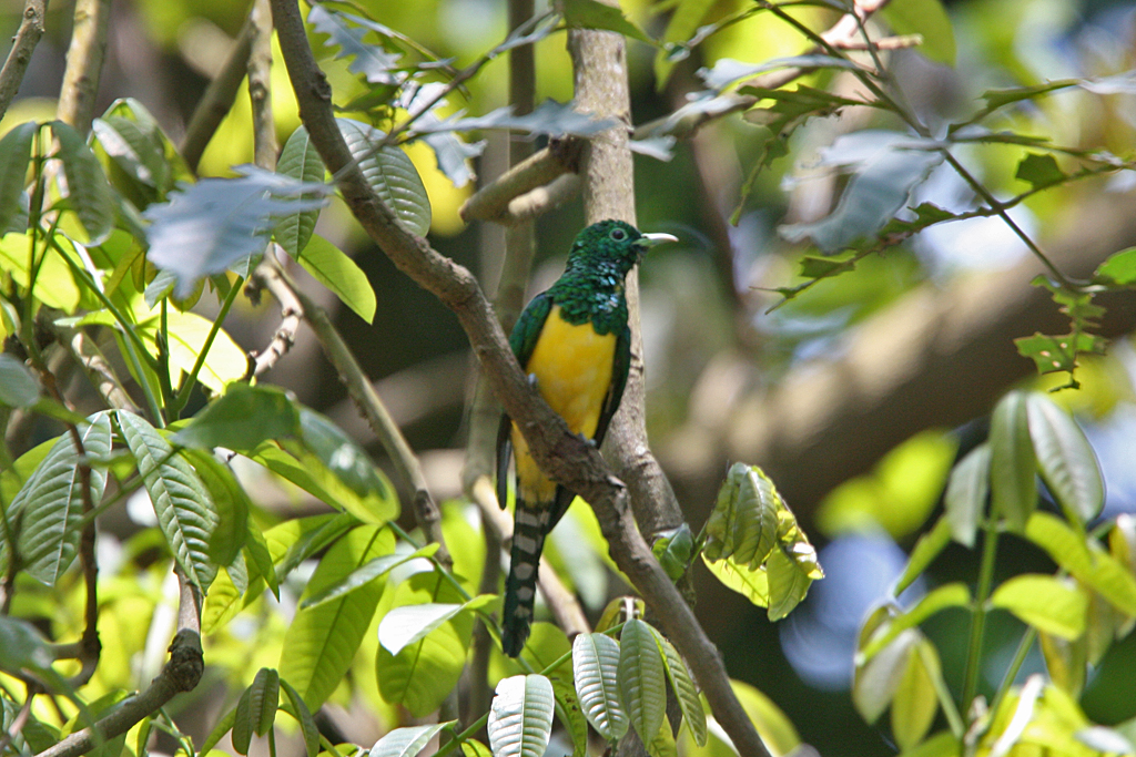 African Emerald Cuckoo in jungle