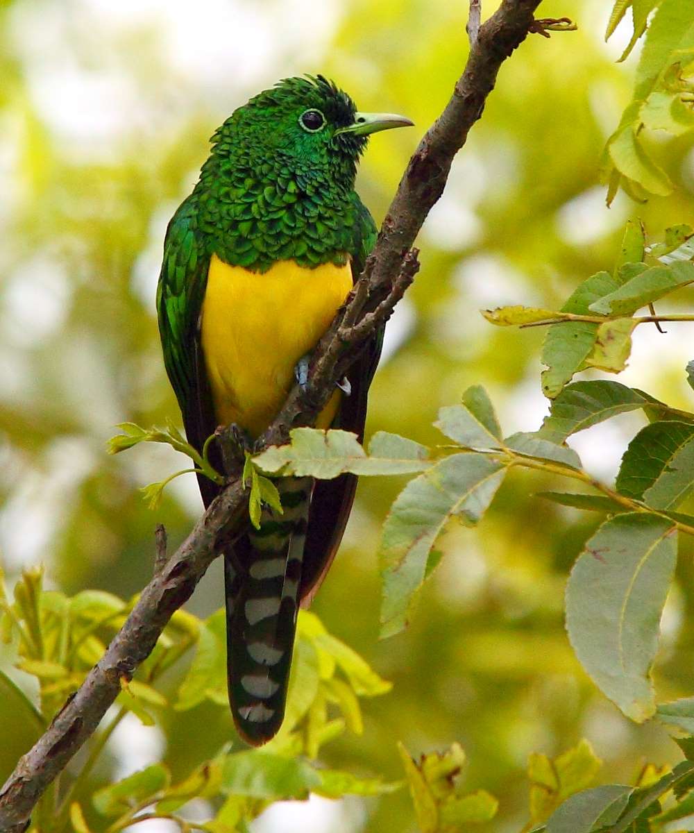 African Emerald Cuckoo on a branch