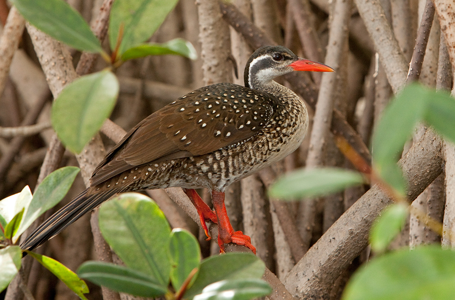 African Finfoot on a branch