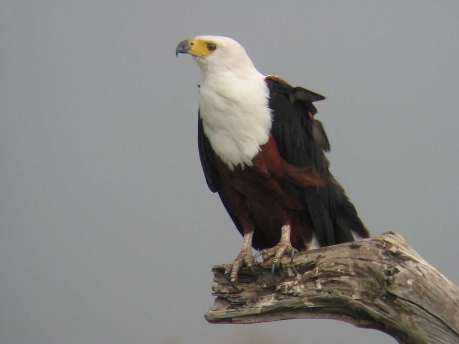 African Fish Eagle on top