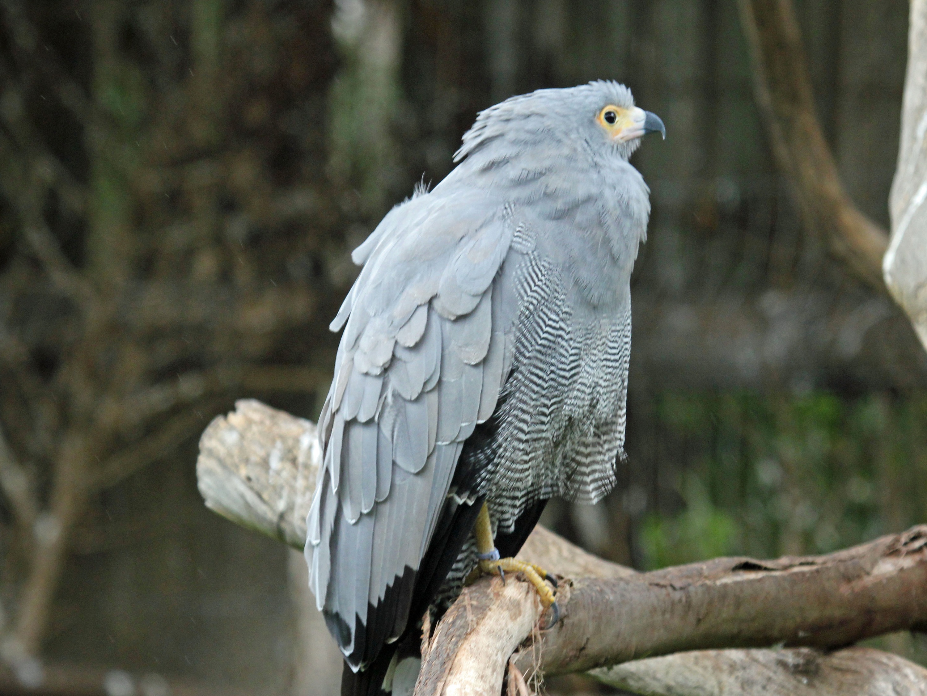 African Harrier-Hawk on a branch