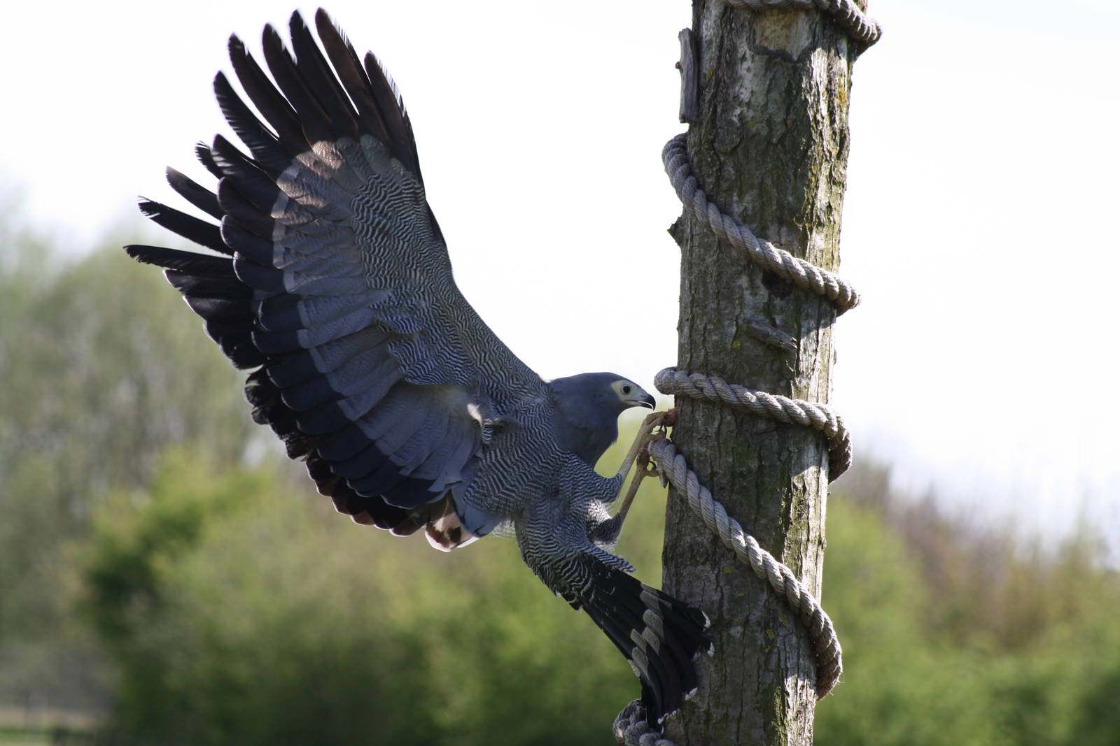 African Harrier-Hawk on a tree