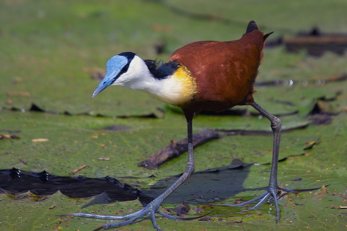 African Jacana on water